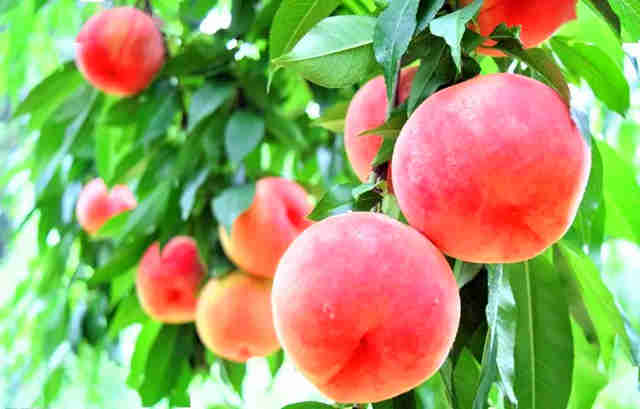 ��������������«����«����ѩ���ҳ�������